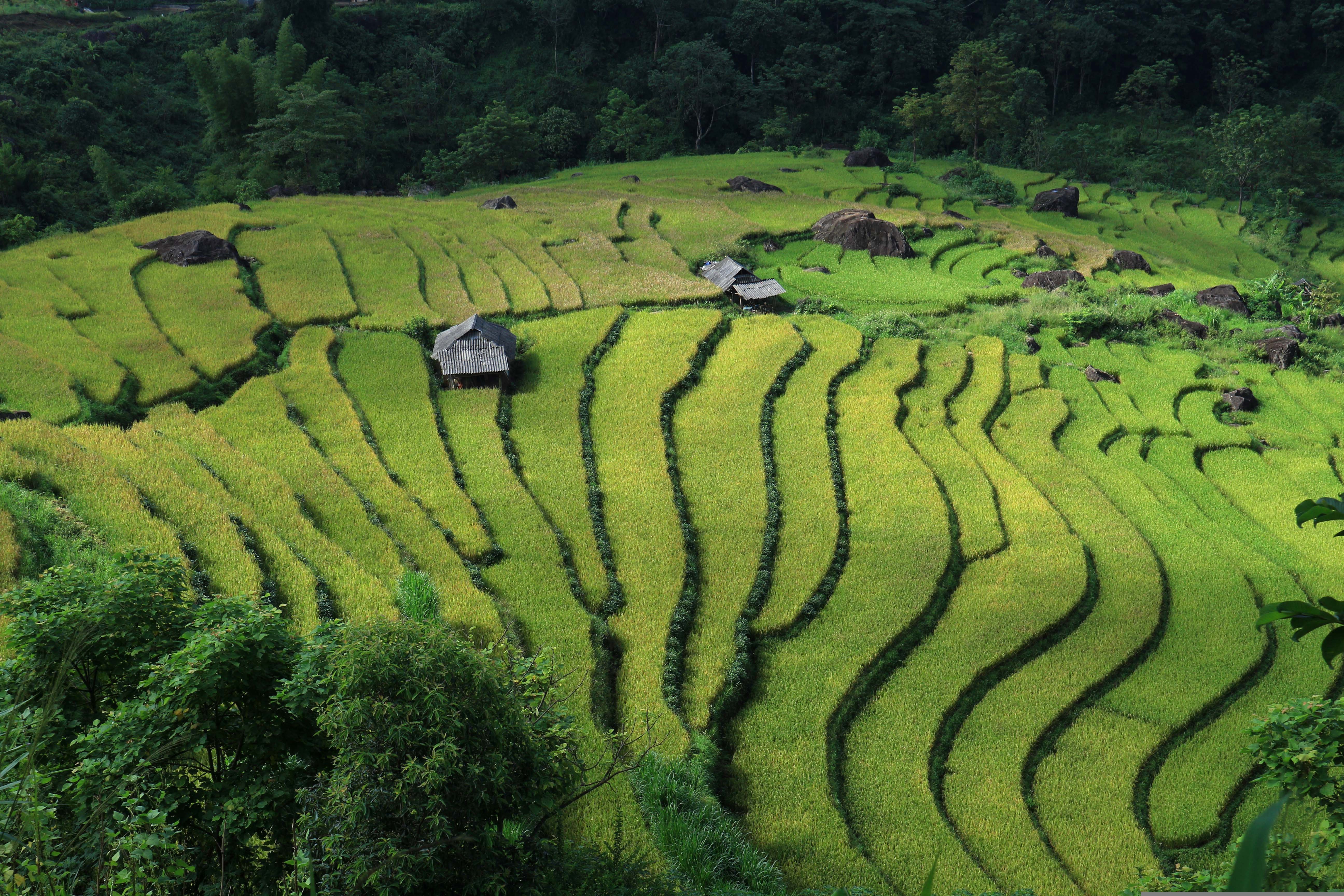 Vietnam rice terraces